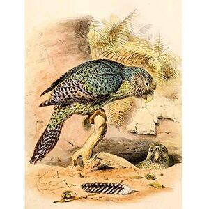 Wee Blue Coo Painting Animal Portrait Bird Hullmandel Kakapo Owl Parrot Art Print Poster Wall Decor 12X16 Inch Wee Blue Coo Painting Animal Portrait Bird Hullmandel Kakapo Owl Parrot Art Print Poster Wall Decor 12X16 Inch