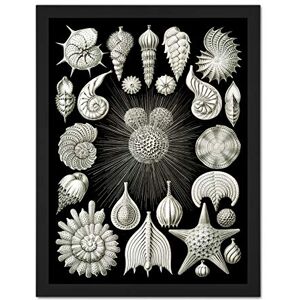 Wee Blue Coo Haeckel Plate 2 Sea Life Plankton Artwork Framed Wall Art Print 18X24 Inch Wee Blue Coo Haeckel Plate 2 Sea Life Plankton Artwork Framed Wall Art Print 18X24 Inch