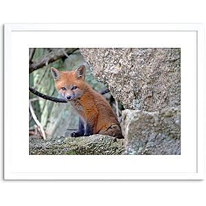Wee Blue Coo ANIMAL FOX CUB PUP CUTE FRAMED ART PRINT POSTER PICTURE WALL F97X12338 Wee Blue Coo ANIMAL FOX CUB PUP CUTE FRAMED ART PRINT POSTER PICTURE WALL F97X12338