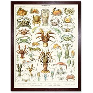 Artery8 Millot Encyclopedia Page Crustaceans Lobster Art Print Framed Poster Wall Decor 12x16 inch Artery8 Millot Encyclopedia Page Crustaceans Lobster Art Print Framed Poster Wall Decor 12x16 inch