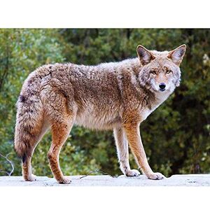 Wee Blue Coo Animal Photography Coyote Wild Dog Fur USA Art Print Poster Wall Decor 12X16 Inch Wee Blue Coo Animal Photography Coyote Wild Dog Fur USA Art Print Poster Wall Decor 12X16 Inch