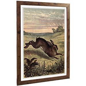 Big Box Art Framed Print of Vintage Tame Animals Hare Design Wall Art Picture Home Decor for Kitchen, Living, Dining Room, Bedroom, Hallway, Office, Walnut, A2 / 24.5x18 Inch / 62x45cm Big Box Art Framed Print of Vintage Tame Animals Hare Design Wall Art Picture Home Decor for Kitchen, Living, Dining Room, Bedroom, Hallway, Office, Walnut, A2 / 24.5x18 Inch / 62x45cm