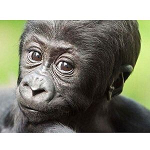 Wee Blue Coo Young Gorilla Ape Primate Monkey Jungle Baby Art Print Poster Wall Decor 12X16 Inch Wee Blue Coo Young Gorilla Ape Primate Monkey Jungle Baby Art Print Poster Wall Decor 12X16 Inch