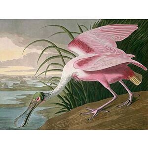 Wee Blue Coo Havell Audubon American Roseate Spoonbill Zoology Art Print Poster Wall Decor 12X16 Inch Wee Blue Coo Havell Audubon American Roseate Spoonbill Zoology Art Print Poster Wall Decor 12X16 Inch