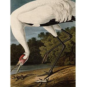 Artery8 Audubon Birds Hooping Crane Painting Premium Wall Art Canvas Print 18X24 Inch Artery8 Audubon Birds Hooping Crane Painting Premium Wall Art Canvas Print 18X24 Inch