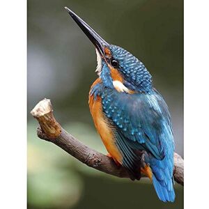 Wee Blue Coo Photo Nature Animal Bird Kingfisher Colourful Beak Feather Art Print Poster Wall Decor 12X16 Inch Wee Blue Coo Photo Nature Animal Bird Kingfisher Colourful Beak Feather Art Print Poster Wall Decor 12X16 Inch
