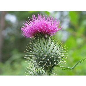 Wee Blue Coo Nature Scottish Thistle Head Art Print Poster Wall Decor 12X16 Inch Wee Blue Coo Nature Scottish Thistle Head Art Print Poster Wall Decor 12X16 Inch