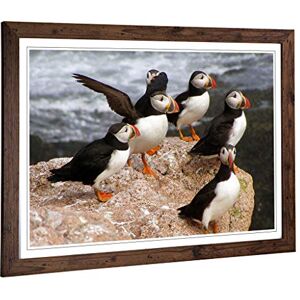 Big Box Art Framed Print of Atlantic Puffin Birds Design Wall Art Picture Home Decor for Kitchen, Living, Dining Room, Lounge, Bedroom, Hallway, Office, Walnut, A2 / 24.5x18 Inch / 62x45cm Big Box Art Framed Print of Atlantic Puffin Birds Design Wall Art Picture Home Decor for Kitchen, Living, Dining Room, Lounge, Bedroom, Hallway, Office, Walnut, A2 / 24.5x18 Inch / 62x45cm