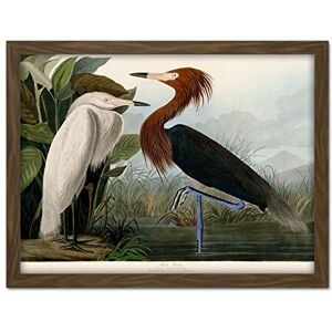 Artery8 Audubon Birds Purple Heron Painting Artwork Framed Wall Art Print 18X24 Inch Artery8 Audubon Birds Purple Heron Painting Artwork Framed Wall Art Print 18X24 Inch