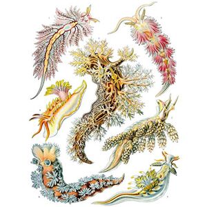 Wee Blue Coo 43rd Plate Ernst Haeckel Kunstformen Der Natur Nudibranchia Canvas Print Wee Blue Coo 43rd Plate Ernst Haeckel Kunstformen Der Natur Nudibranchia Canvas Print