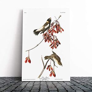 Big Box Art John James Audubon Rice Bird Canvas Print Gallery Wrapped 30mm Frame Wall Art 20x14 inches Ready to Hang Modern Animals Picture Living Room Bedroom Lounge Office Big Box Art John James Audubon Rice Bird Canvas Print Gallery Wrapped 30mm Frame Wall Art 20x14 inches Ready to Hang Modern Animals Picture Living Room Bedroom Lounge Office
