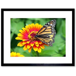 Wee Blue Coo Nature Butterfly Monarch Flower Pollen Insect Framed Wall Art Print Wee Blue Coo Nature Butterfly Monarch Flower Pollen Insect Framed Wall Art Print
