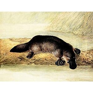 Wee Blue Coo PAINTING PLATYPUS RIVER BANK DUCK BILLED ART POSTER PRINT 18x24 INCH LV2677 Wee Blue Coo PAINTING PLATYPUS RIVER BANK DUCK BILLED ART POSTER PRINT 18x24 INCH LV2677