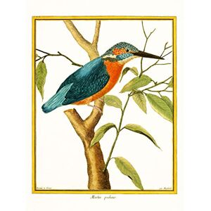 Wee Blue Coo Bird Common Kingfisher Martin Pecheur Unframed Art Print Poster Wall Decor 12x16 inch Wee Blue Coo Bird Common Kingfisher Martin Pecheur Unframed Art Print Poster Wall Decor 12x16 inch