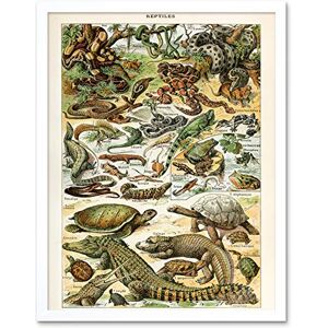 Artery8 Millot Encyclopedia Page Reptiles Snake Tortoise Art Print Framed Poster Wall Decor 12x16 inch Artery8 Millot Encyclopedia Page Reptiles Snake Tortoise Art Print Framed Poster Wall Decor 12x16 inch