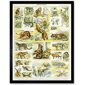 Artery8 Millot Encyclopedia Page Mammals Lion Bear Art Print Framed Poster Wall Decor 12x16 inch Artery8 Millot Encyclopedia Page Mammals Lion Bear Art Print Framed Poster Wall Decor 12x16 inch