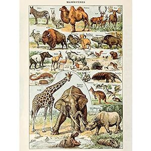 Artery8 Millot Encyclopedia Page Mammals Camel Giraffe Unframed Wall Art Print Poster Home Decor Premium Artery8 Millot Encyclopedia Page Mammals Camel Giraffe Unframed Wall Art Print Poster Home Decor Premium