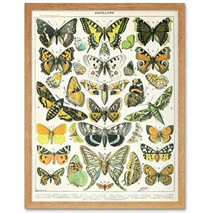 Artery8 Millot Encyclopedia Page Butterflies Moths Art Print Framed Poster Wall Decor 12x16 inch Artery8 Millot Encyclopedia Page Butterflies Moths Art Print Framed Poster Wall Decor 12x16 inch