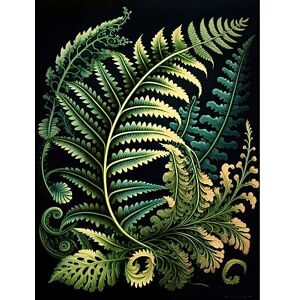 Artery8 Fern Fronds Ernst Haeckel Style Leaf Illustration Large Wall Art Poster Print Thick Paper 18X24 Inch Artery8 Fern Fronds Ernst Haeckel Style Leaf Illustration Large Wall Art Poster Print Thick Paper 18X24 Inch