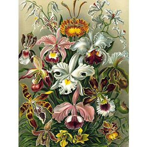 Wee Blue Coo Bumblebeaver NATURE ART ERNST HAECKEL PLANT FLOWER BIOLOGY GERMANY VINTAGE POSTER PRINT 12x16 inch 30x40cm 870PY Wee Blue Coo Bumblebeaver NATURE ART ERNST HAECKEL PLANT FLOWER BIOLOGY GERMANY VINTAGE POSTER PRINT 12x16 inch 30x40cm 870PY