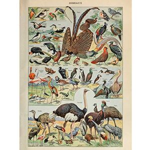 Artery8 Millot Encyclopedia Page Birds Ostrich Flamingo Premium Wall Art Canvas Print 18X24 Inch Artery8 Millot Encyclopedia Page Birds Ostrich Flamingo Premium Wall Art Canvas Print 18X24 Inch