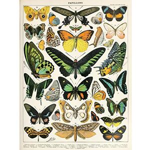 Wee Blue Coo Artery8 Millot Encyclopedia Page Moths Butterflies Large Wall Art Poster Print Thick Paper 18X24 Inch Wee Blue Coo Artery8 Millot Encyclopedia Page Moths Butterflies Large Wall Art Poster Print Thick Paper 18X24 Inch