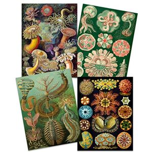 Artery8 Ernst Haeckel Art Print Poster - Nature Vintage Biology Décor Artery8 Ernst Haeckel Art Print Poster - Nature Vintage Biology Décor
