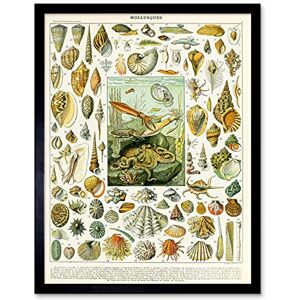 Artery8 Millot Encyclopedia Page Molluscs Shells Art Print Framed Poster Wall Decor 12x16 inch Artery8 Millot Encyclopedia Page Molluscs Shells Art Print Framed Poster Wall Decor 12x16 inch