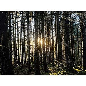 Fine Art Prints Koumu Inveraray Bäume Wald Frühling Schottland Highlands Foto-Kunstdruck Leinwand Premium Wanddekoration Poster Wandbild Fine Art Prints Koumu Inveraray Bäume Wald Frühling Schottland Highlands Foto-Kunstdruck Leinwand Premium Wanddekoration Poster Wandbild