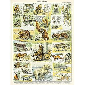 Artery8 Millot Encyclopedia Page Mammals Lion Bear Art Print Canvas Premium Wall Decor Poster Mural Artery8 Millot Encyclopedia Page Mammals Lion Bear Art Print Canvas Premium Wall Decor Poster Mural
