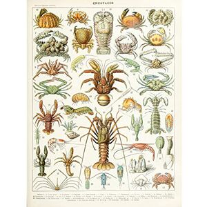 Artery8 Millot Encyclopedia Page Crustaceans Lobster Large Wall Art Poster Print Thick Paper 18X24 Inch Artery8 Millot Encyclopedia Page Crustaceans Lobster Large Wall Art Poster Print Thick Paper 18X24 Inch
