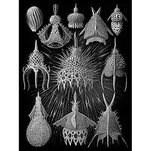 Wee Blue Coo Haeckel Plate 31 Marine Plankton Unframed Wall Art Print Poster Home Decor Premium Wee Blue Coo Haeckel Plate 31 Marine Plankton Unframed Wall Art Print Poster Home Decor Premium