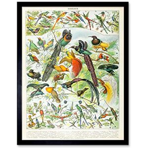 Artery8 Millot Encyclopedia Page Birds Paradise Art Print Framed Poster Wall Decor 12x16 inch Artery8 Millot Encyclopedia Page Birds Paradise Art Print Framed Poster Wall Decor 12x16 inch