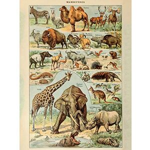 Artery8 Millot Encyclopedia Page Mammals Camel Giraffe Art Print Canvas Premium Wall Decor Poster Mural Artery8 Millot Encyclopedia Page Mammals Camel Giraffe Art Print Canvas Premium Wall Decor Poster Mural