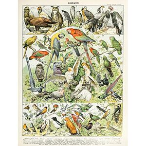 Artery8 Millot Encyclopedia Page Birds Parrots Vultures Large Wall Art Poster Print Thick Paper 18X24 Inch Artery8 Millot Encyclopedia Page Birds Parrots Vultures Large Wall Art Poster Print Thick Paper 18X24 Inch