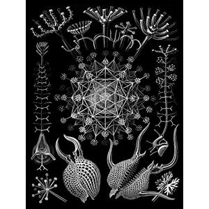 Wee Blue Coo Nature Biology Ernst Haeckel Sea Creature Germany Biology Art Print Poster Wall Decor 12X16 Inch Wee Blue Coo Nature Biology Ernst Haeckel Sea Creature Germany Biology Art Print Poster Wall Decor 12X16 Inch