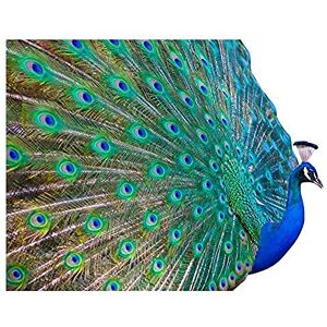 Wee Blue Coo Dt Pretty Peacock Art Large Art Print Poster Wall Decor 18x24 inch Wee Blue Coo Dt Pretty Peacock Art Large Art Print Poster Wall Decor 18x24 inch