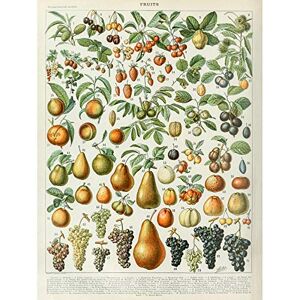 Artery8 Millot Encyclopedia Page Fruit Pear Grapes Premium Wall Art Canvas Print 18X24 Inch Artery8 Millot Encyclopedia Page Fruit Pear Grapes Premium Wall Art Canvas Print 18X24 Inch