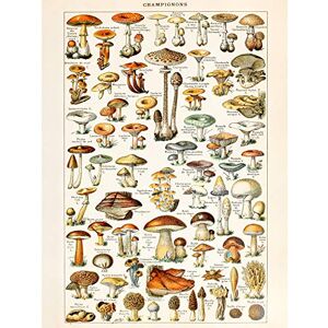 Artery8 Millot Encyclopedia Page Mushrooms Fungus Large Wall Art Poster Print Thick Paper 18X24 Inch Artery8 Millot Encyclopedia Page Mushrooms Fungus Large Wall Art Poster Print Thick Paper 18X24 Inch