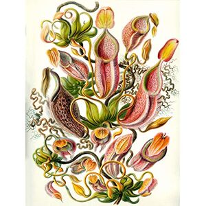 Wee Blue Coo Colour Plate Ernst Haeckel Kunstformen Natur Nepenthaceae Canvas Print Wee Blue Coo Colour Plate Ernst Haeckel Kunstformen Natur Nepenthaceae Canvas Print
