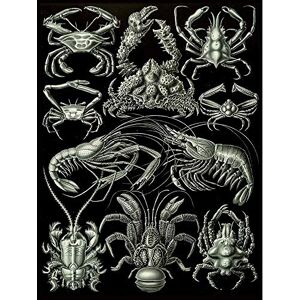 Wee Blue Coo Nature Biology Crustacean Crab Lobster Ernst Haeckel Germany Art Print Poster Wall Decor 12X16 Inch Wee Blue Coo Nature Biology Crustacean Crab Lobster Ernst Haeckel Germany Art Print Poster Wall Decor 12X16 Inch