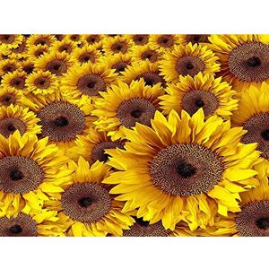 Wee Blue Coo Photo Composition Nature Plant Flower Sunflower Yellow Art Print Poster Wall Decor 12X16 Inch Wee Blue Coo Photo Composition Nature Plant Flower Sunflower Yellow Art Print Poster Wall Decor 12X16 Inch