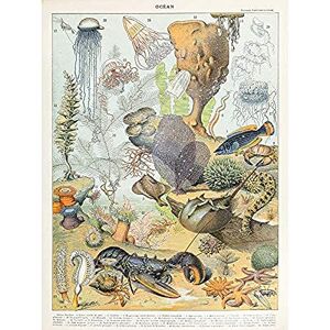 Artery8 Millot Encyclopedia Page Ocean Animals Art Print Canvas Premium Wall Decor Poster Mural Artery8 Millot Encyclopedia Page Ocean Animals Art Print Canvas Premium Wall Decor Poster Mural