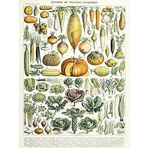 Artery8 Millot Encyclopedia Page Legumes Vegetables Art Print Canvas Premium Wall Decor Poster Mural Artery8 Millot Encyclopedia Page Legumes Vegetables Art Print Canvas Premium Wall Decor Poster Mural