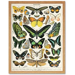 Artery8 Millot Encyclopedia Page Moths Butterflies Art Print Framed Poster Wall Decor 12x16 inch Artery8 Millot Encyclopedia Page Moths Butterflies Art Print Framed Poster Wall Decor 12x16 inch