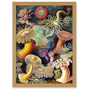 Artery8 Ernst Haeckel Botanical Sea Vintage Nature Art Biology Anemone A4 Artwork Framed Wall Art Print Artery8 Ernst Haeckel Botanical Sea Vintage Nature Art Biology Anemone A4 Artwork Framed Wall Art Print