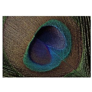 Wee Blue Coo Photo Macro Nature Peacock Feather Beautiful Markings Wall Art Print Wee Blue Coo Photo Macro Nature Peacock Feather Beautiful Markings Wall Art Print