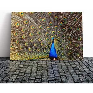 Big Box Art Peacock Bird Vol.4 Canvas Print Gallery Wrapped 30mm Frame Wall Art 24x16 inches Ready to Hang Modern Animals Picture Living Room Bedroom Lounge Office Big Box Art Peacock Bird Vol.4 Canvas Print Gallery Wrapped 30mm Frame Wall Art 24x16 inches Ready to Hang Modern Animals Picture Living Room Bedroom Lounge Office
