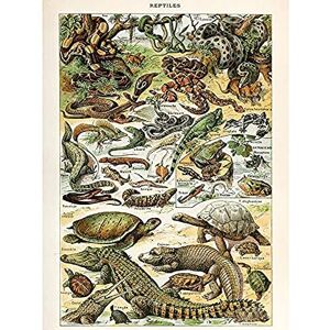 Artery8 Millot Encyclopedia Page Reptiles Snake Tortoise Unframed Wall Art Print Poster Home Decor Premium Artery8 Millot Encyclopedia Page Reptiles Snake Tortoise Unframed Wall Art Print Poster Home Decor Premium