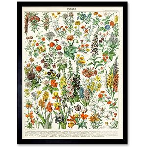 Artery8 Millot Encyclopedia Page Flowers Plants Art Print Framed Poster Wall Decor 12x16 inch Artery8 Millot Encyclopedia Page Flowers Plants Art Print Framed Poster Wall Decor 12x16 inch